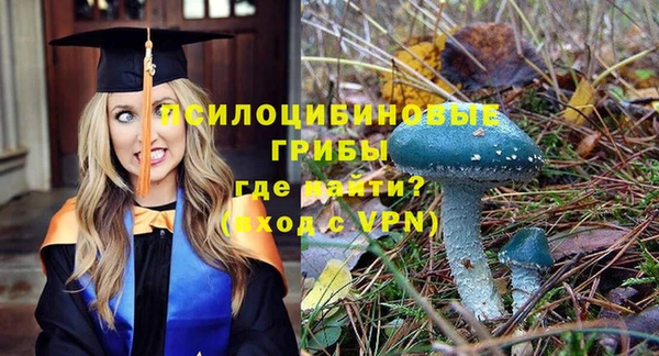 apvp Алзамай